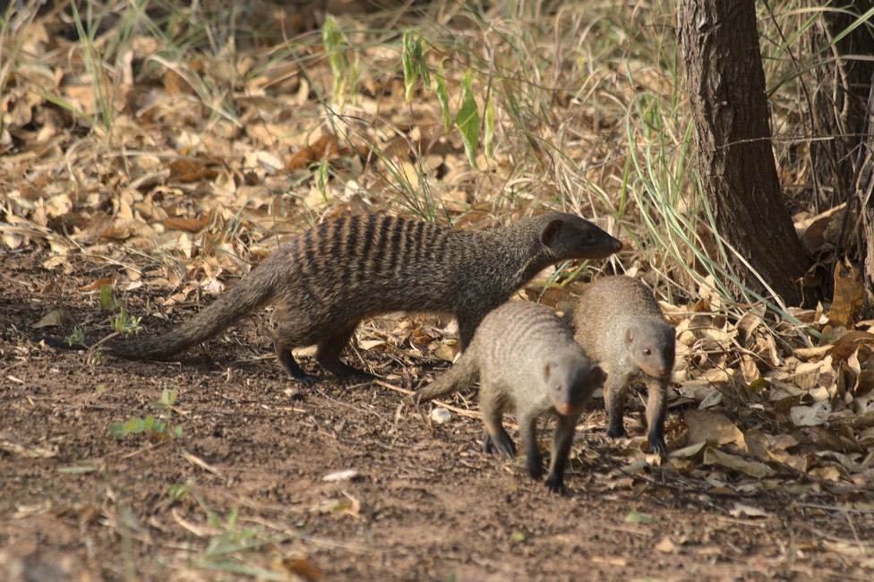 Kilwa Masoko Mangoose